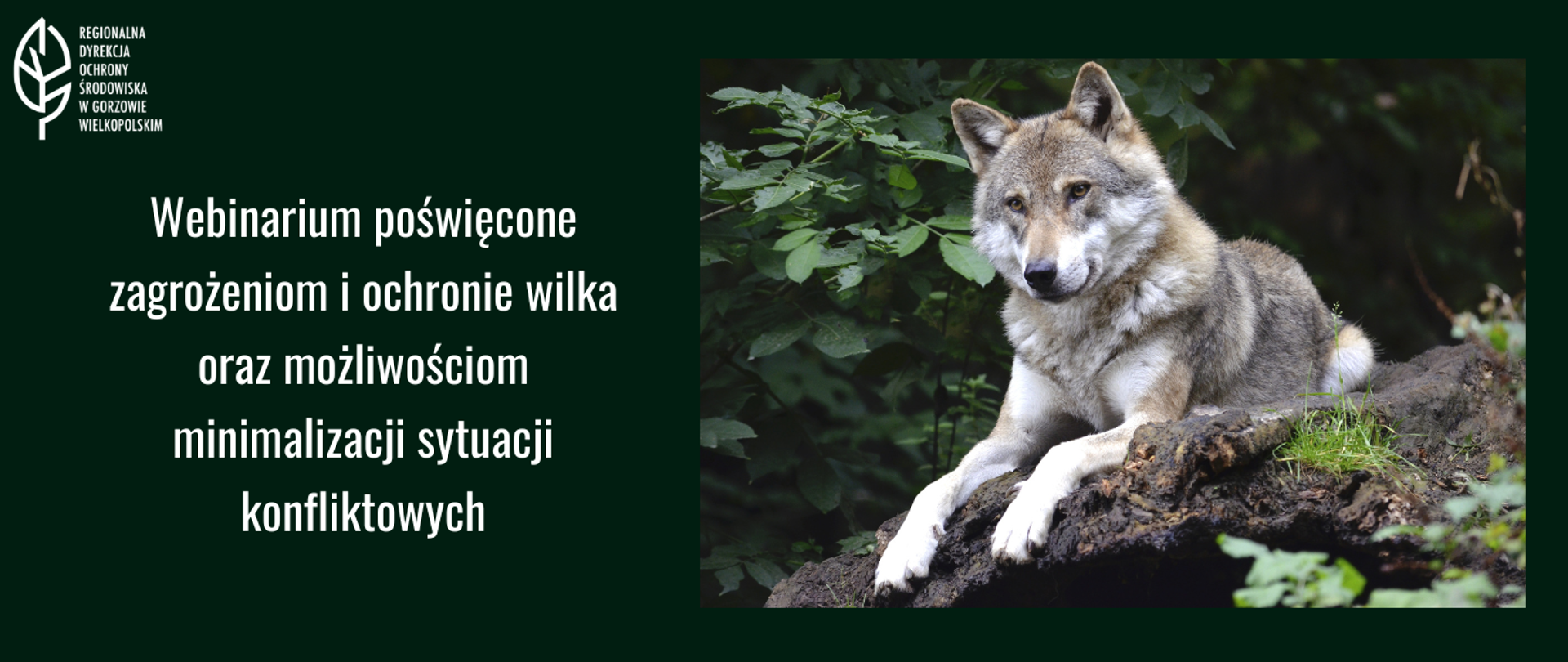 Na zielonym tle po prawej stronie zdjęcie szarego wilka, leżącego na ziemi. Po lewej stronie biały napis: Webinarium poświęcone zagrożeniom i ochronie wilka oraz możliwościom minimalizacji sytuacji konfliktowych. W lewym górnym rogu mały, biały liść i biały napis Regionalna Dyrekcja Ochrony Środowiska w Gorzowie Wielkopolskim.