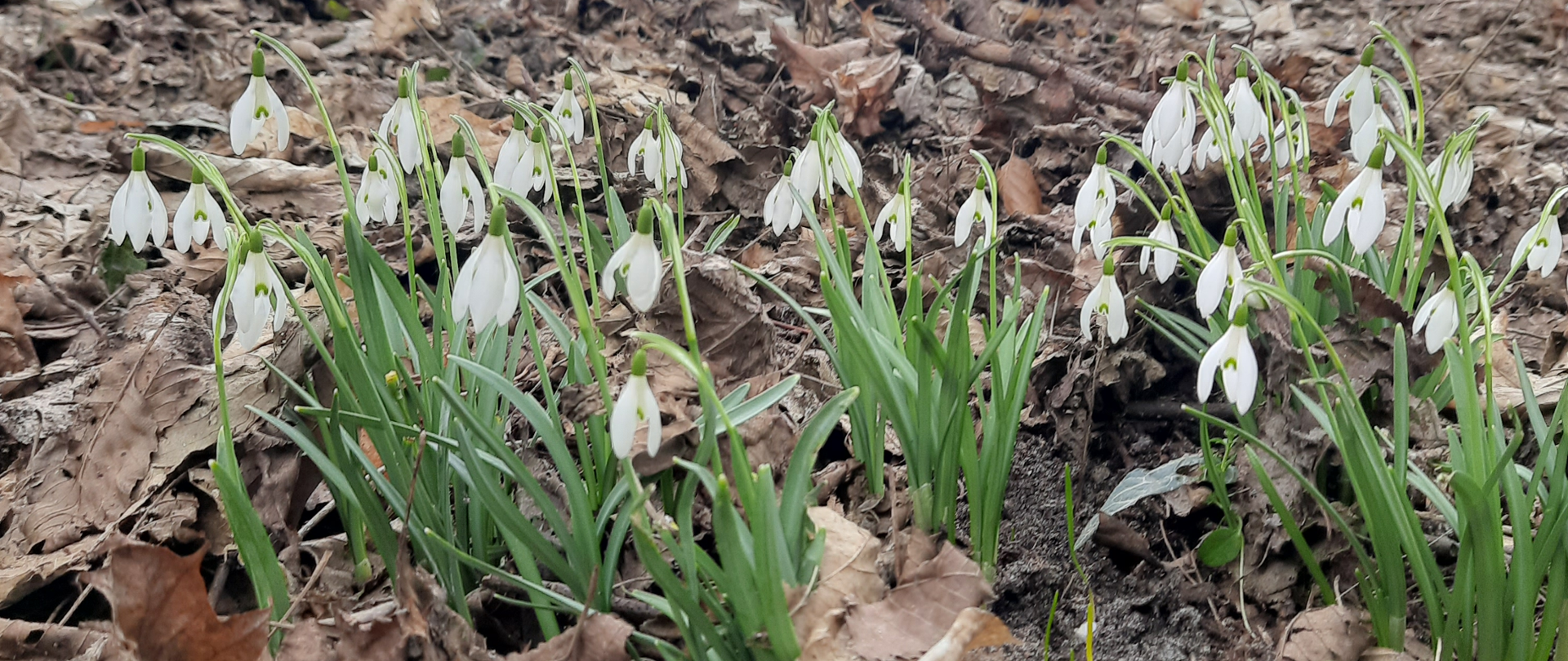Zdjęcie przedstawia stanowisko śnieżyczki przebiśnieg (Galanthus nivalis)