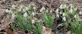 Zdjęcie przedstawia stanowisko śnieżyczki przebiśnieg (Galanthus nivalis)