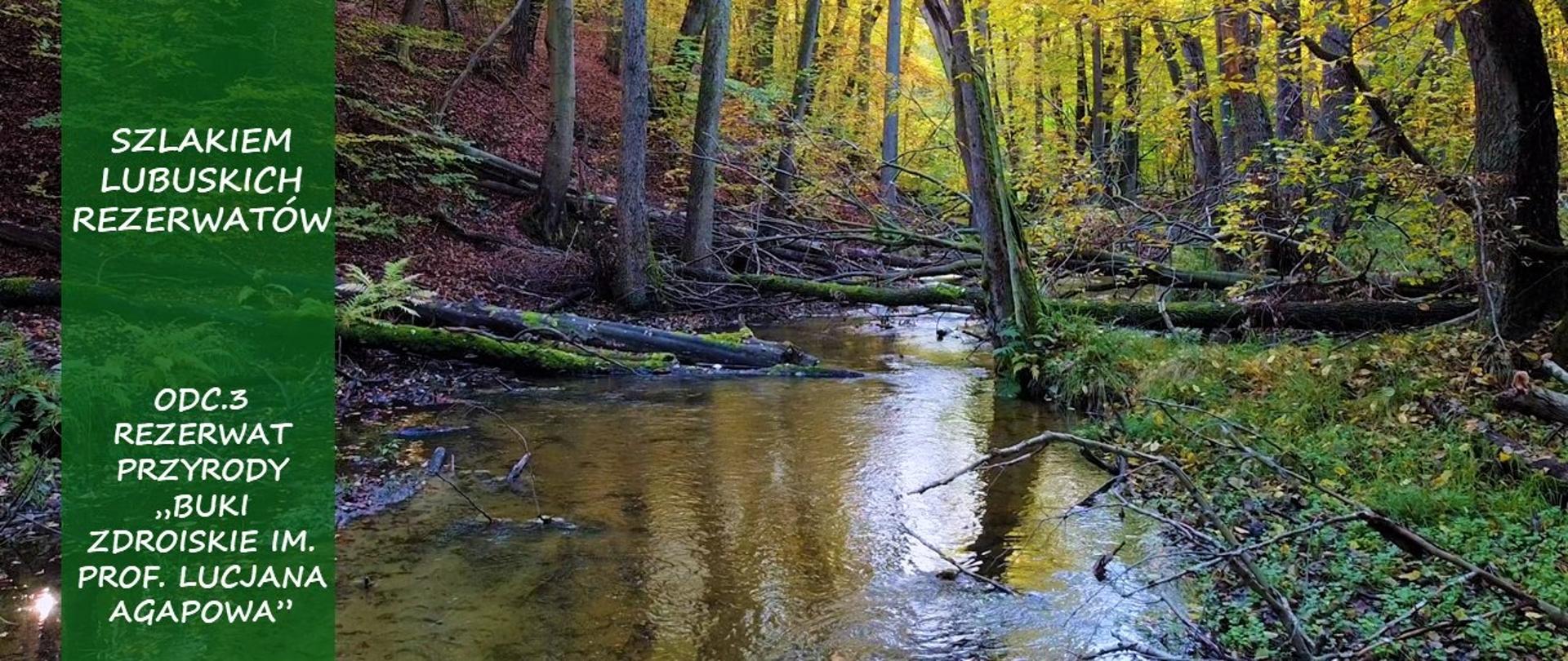 Na zdjęciu las, woda