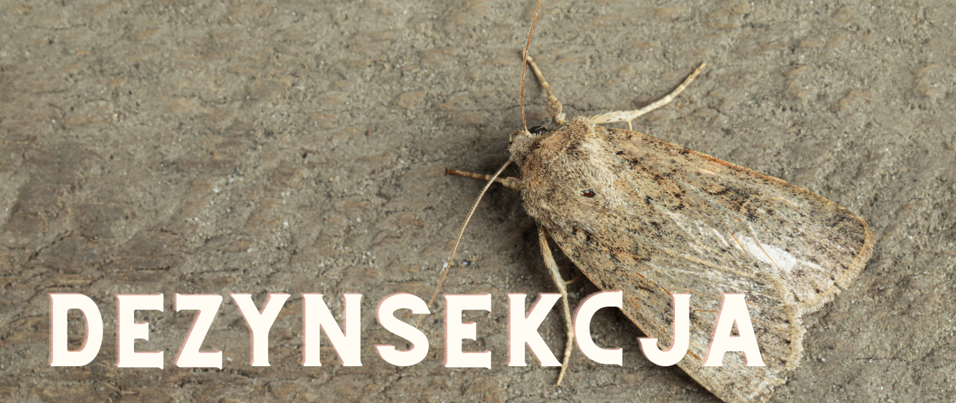 Insekty