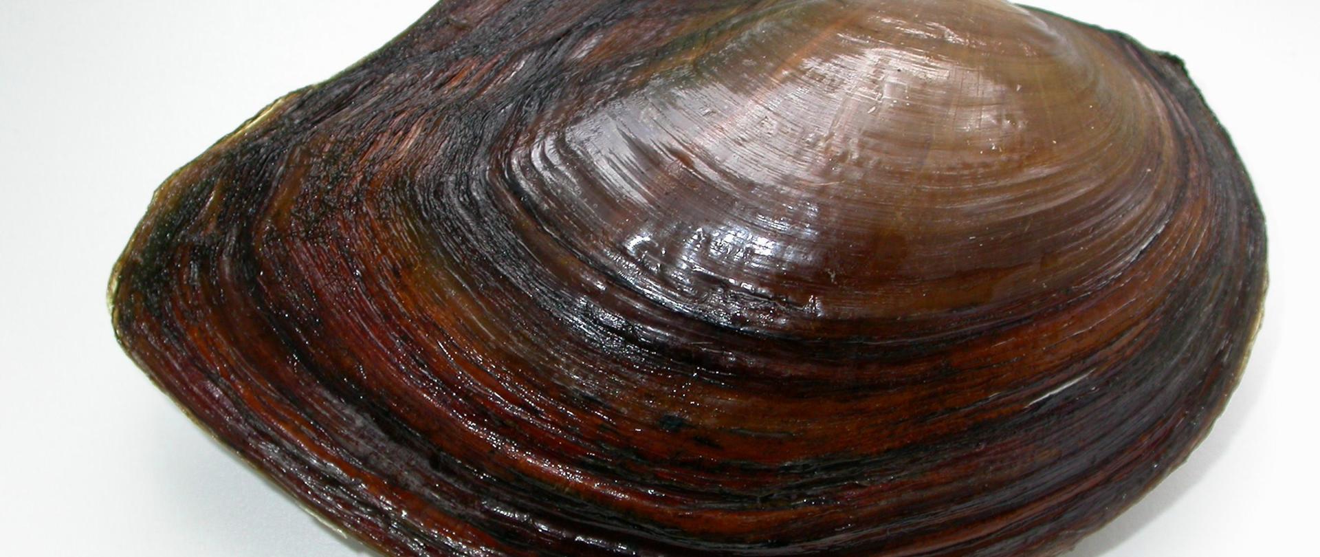 Na zdjęciu znajduje się szczeżuja chińska, muszla w kolorze od jasnego do ciemnego brązowego. 