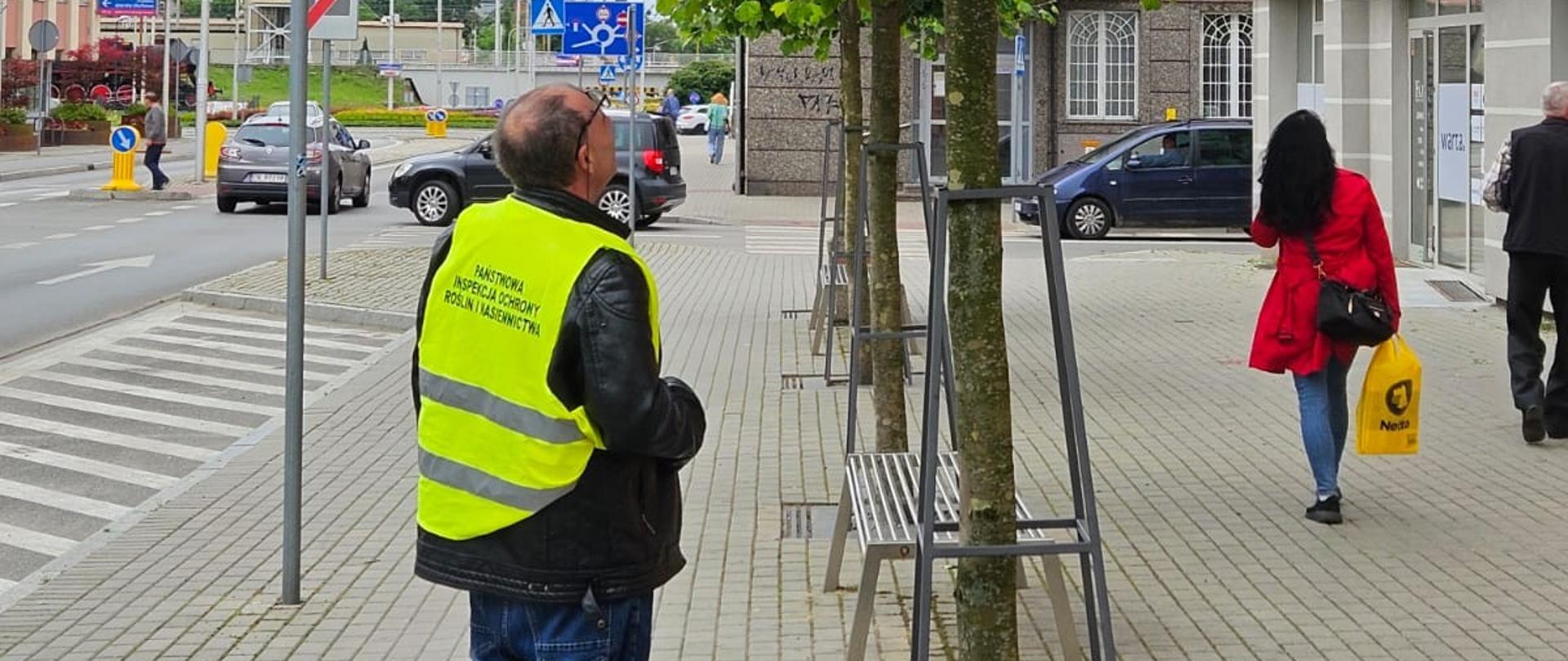 Rak platana - lustracja w terenie