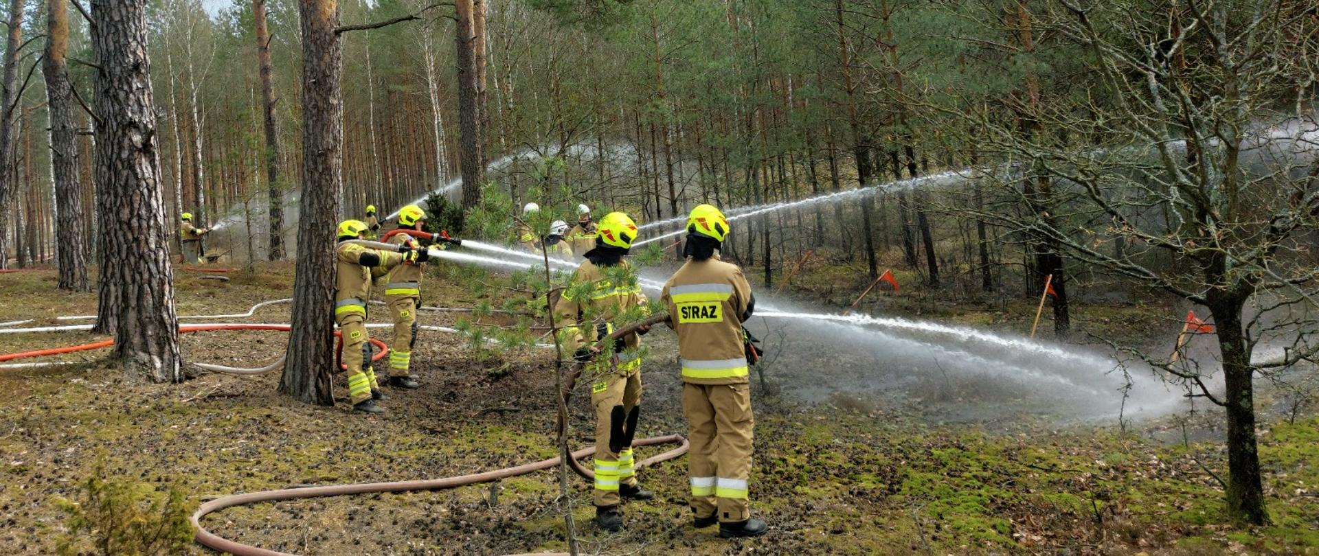 Kilku strażaków w piaskowych ubraniach specjalnych i jaskrawych hełmach podaje silne prądy wody z węży gaśniczych w głąb lasu. Ratownicy pracują w skupieniu, manewrując prądownicami podczas ćwiczeń gaśniczych na terenach leśnych, zorganizowanych przez Komendę Miejską PSP w Ostrołęce i Nadleśnictwo Ostrołęka.