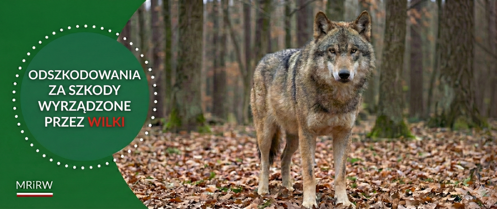 odszkodowań za szkody wyrządzane przez wilki