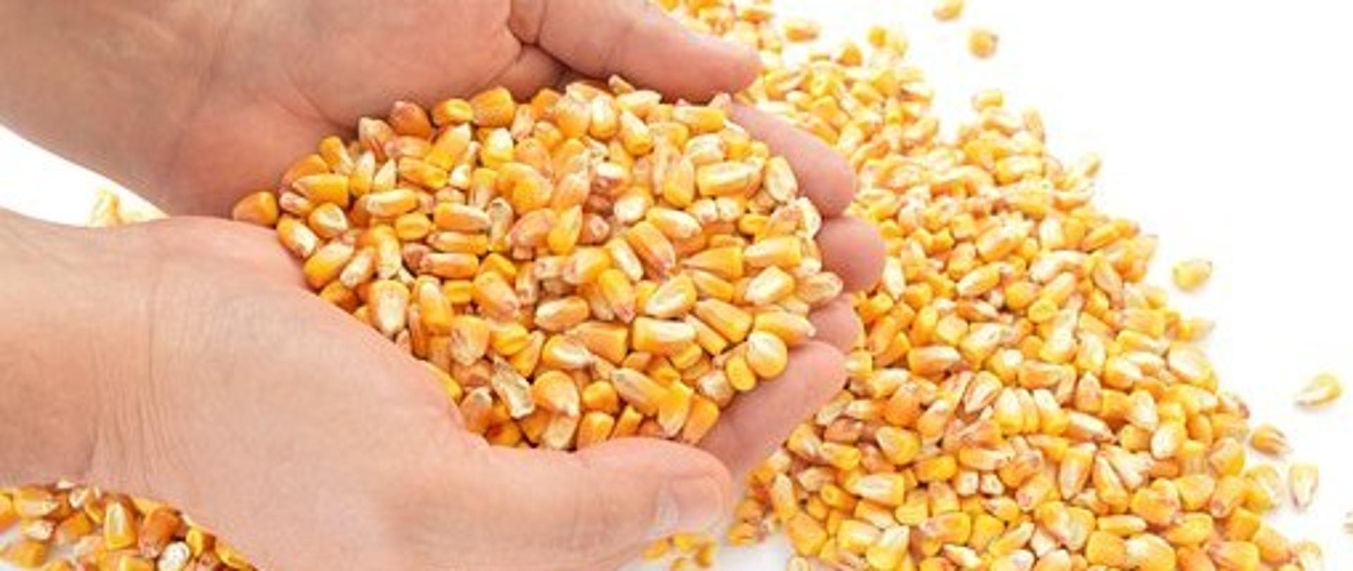 Zdjęcie poglądowe kukurydza