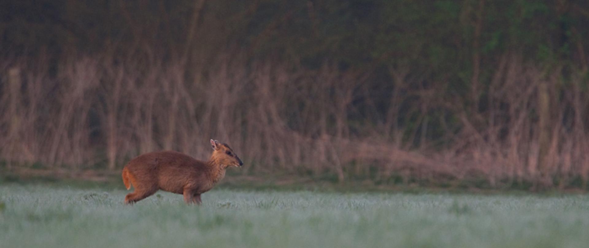 Na oszronionej trawie stoi brązowy mundżak.
