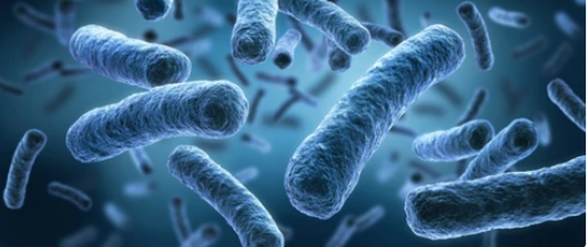 na niebieskim tle powiększone bakteria legionelli