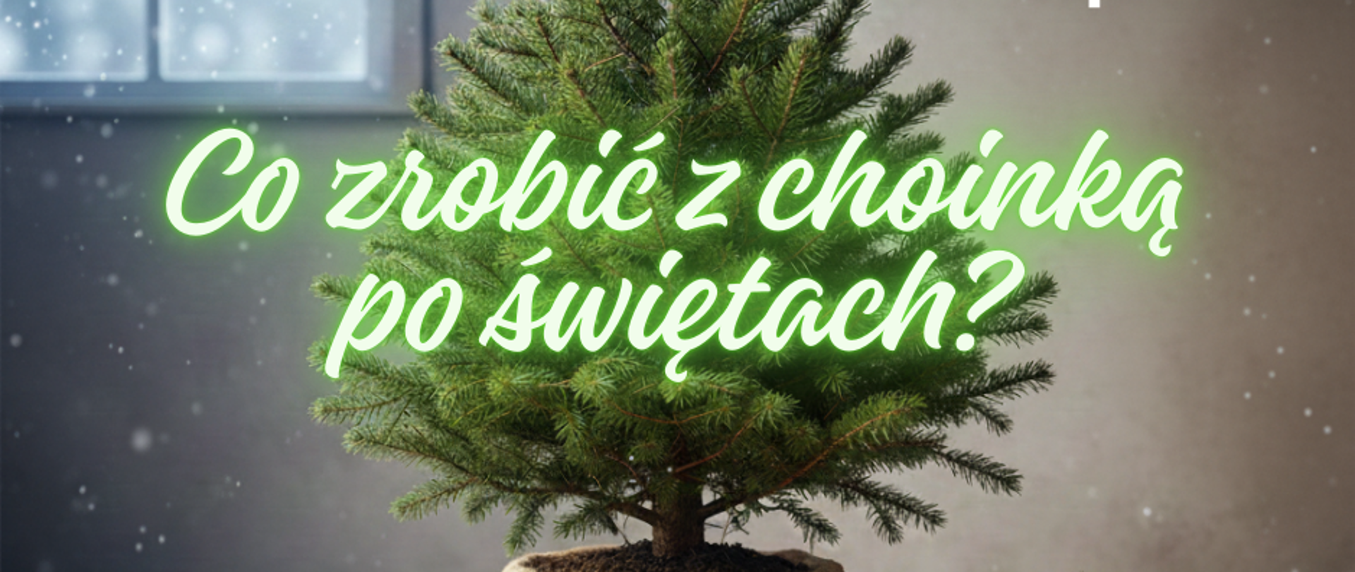 Co zrobić z choinką po świętach