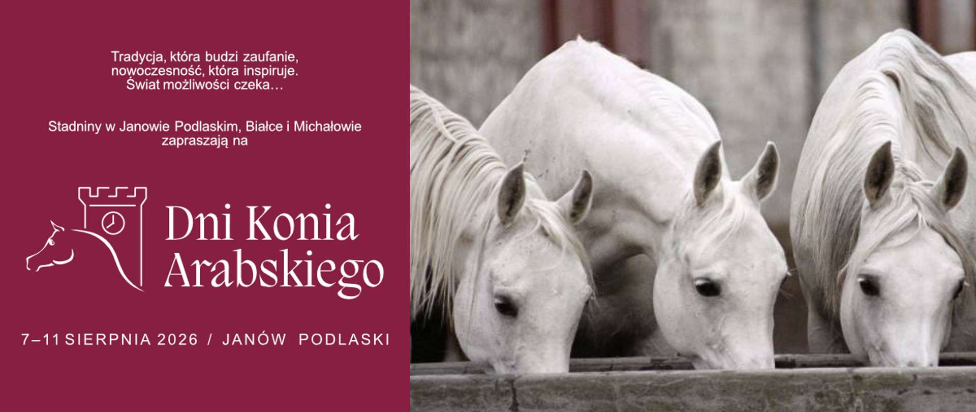 Stadniny Koni w Janowie Podlaskim, Białce i Michałowie zapraszają na Dni Konia Arabskiego 2026. Fot. Stuart Vesty.