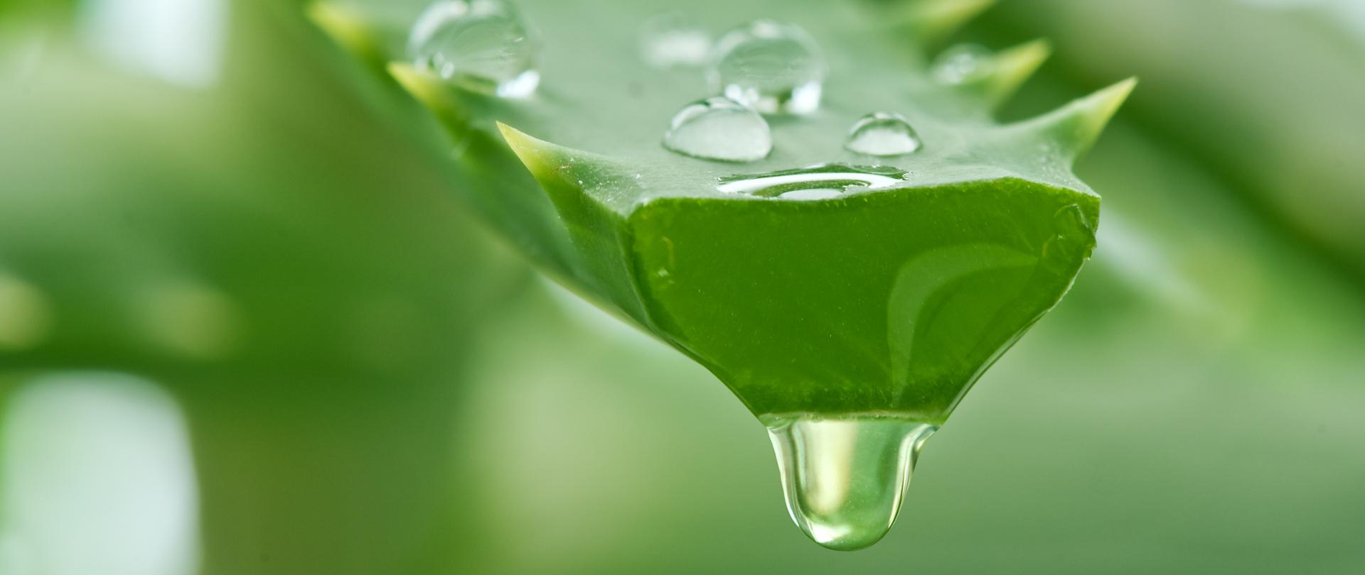 aloe juice drop close up