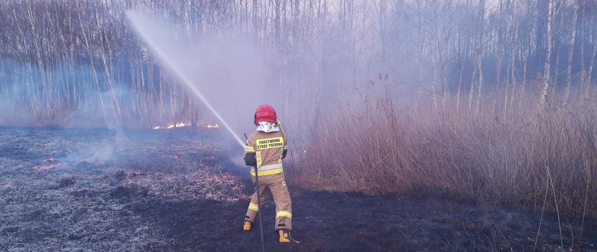 Na wypalonej trawie stoi strażak w ubraniu specjalnym i hełmie. Strażak trzyma cienki wąż, z którego wypływa silny strumień wody. Woda podawana jest w kierunku palącej się trawy. Na drugim planie gęsto rosnące drzewa brzozowe. 