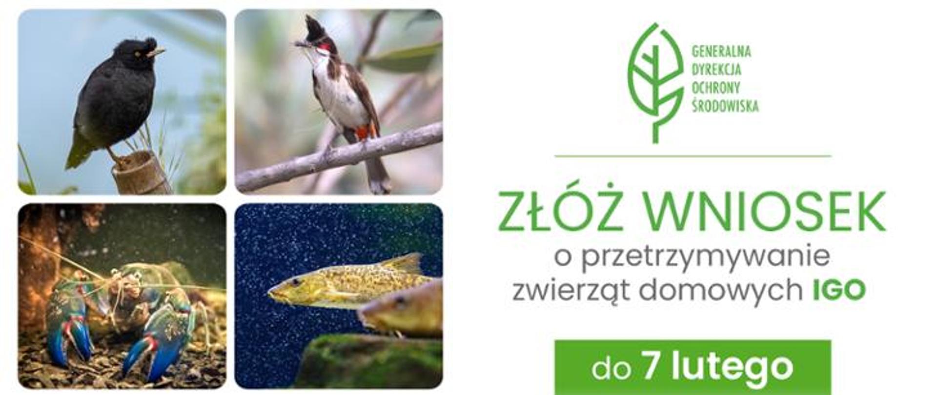 Po lewej stronie zdjęcia 4 zwierząt: dwa ptaki, ryba i rak. Po prawej u góry logo Generalnej Dyrekcji Ochrony Środowiska (zielony liść) i napis: Złóż wniosek o przetrzymywanie zwierząt domowych IGO do 7 lutego.