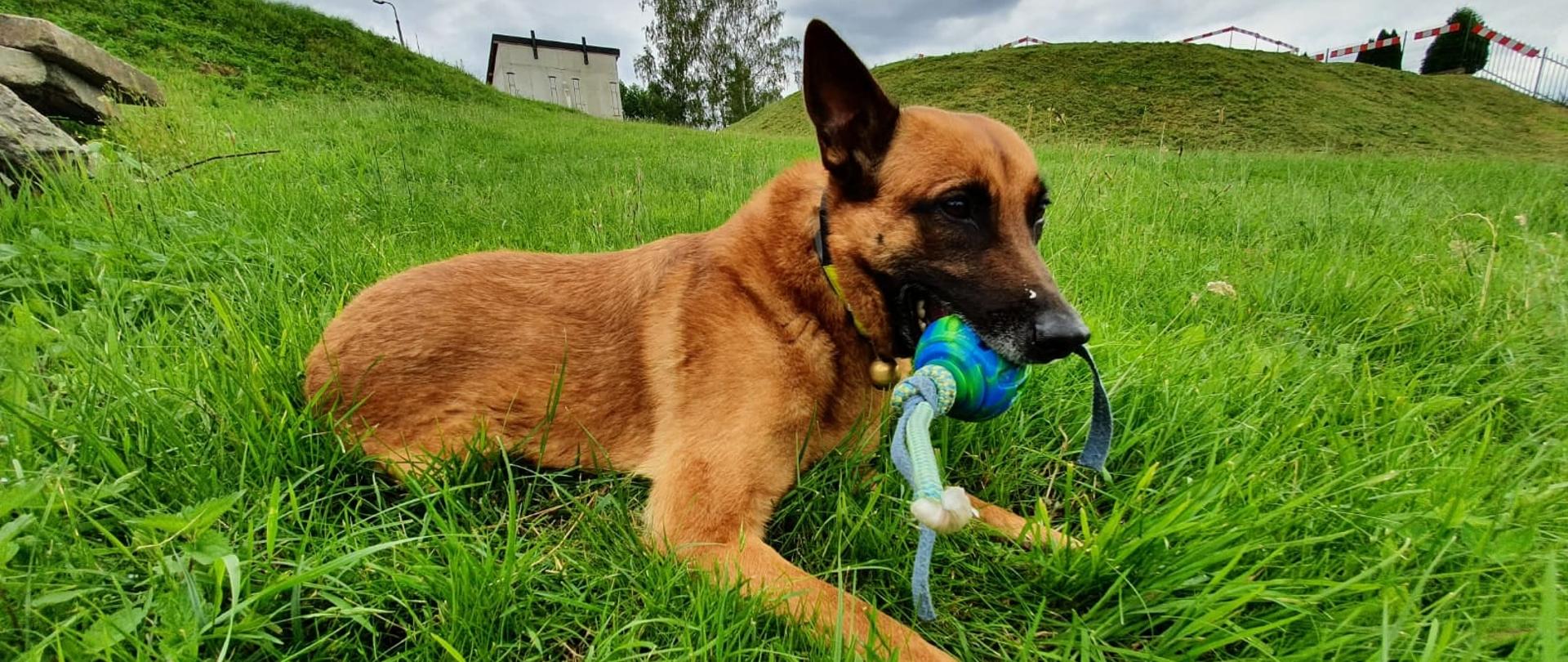 Brązowy pies siedzący na trawie, w pysku trzyma niebieską zabawkę