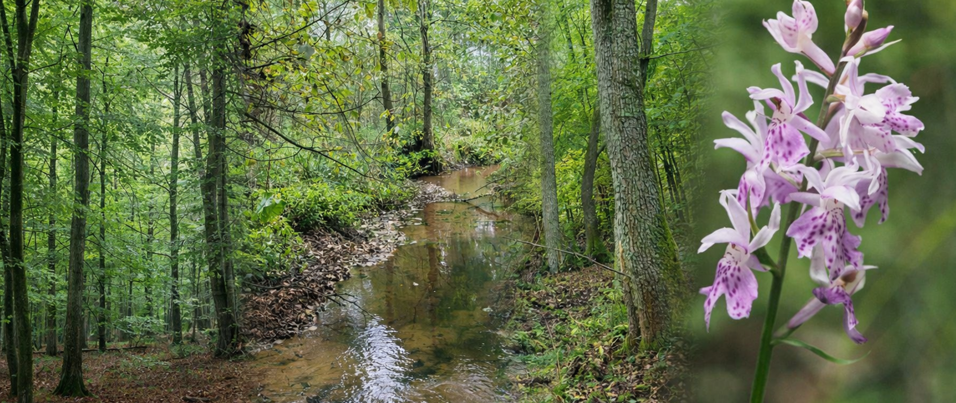 Kolaż dwóch zdjęć przedstawiających naturę. Po lewej stronie widać zielony, gęsty las z wąskim, spokojnie płynącym strumieniem, który wijąc się przechodzi między drzewami i opadłymi liśćmi. Po prawej stronie znajduje się zbliżenie delikatnych, różowo-fioletowych kwiatów o drobnych plamkach, wyrastających na smukłej łodydze, na rozmytym zielonym tle.