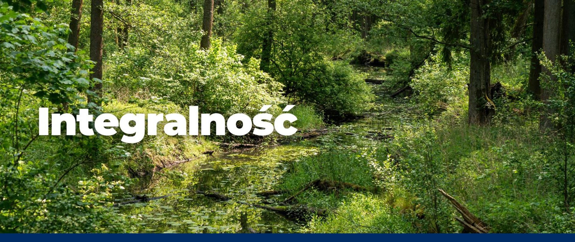 Zielony, gęsty las z wijącym się strumieniem pokrytym częściowo liliami wodnymi. Otoczony bujną roślinnością — krzewami, trawami i wysokimi drzewami. Promienie słońca przebijają się przez koronę drzew, tworząc plamy światła na ziemi i powierzchni wody.
