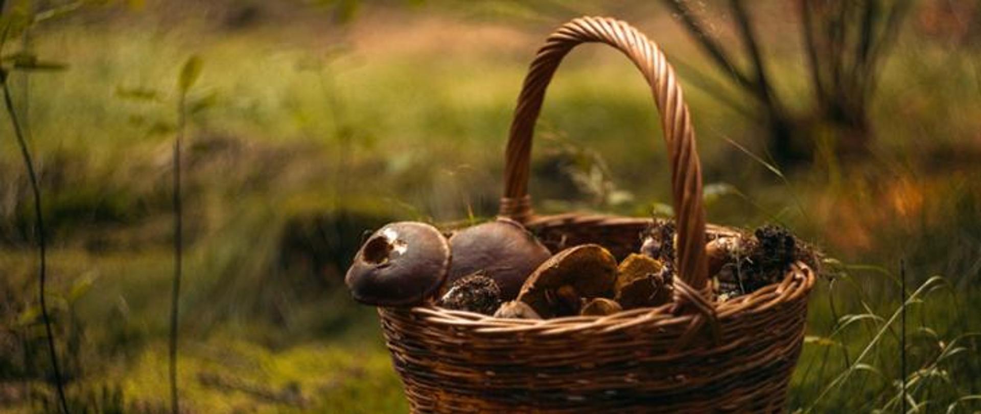 Koszyk z grzybami