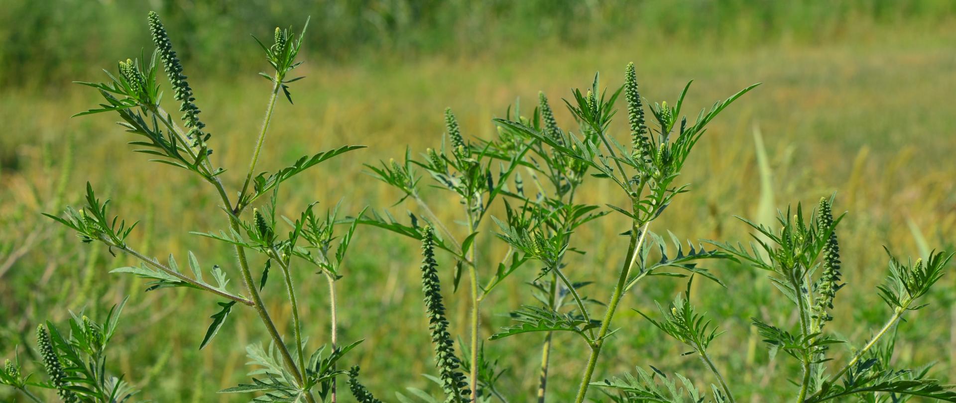 Na zdjęciu Ambrosia artemisiifolia zarówno kwiatostany jak i liście są koloru zielonego.