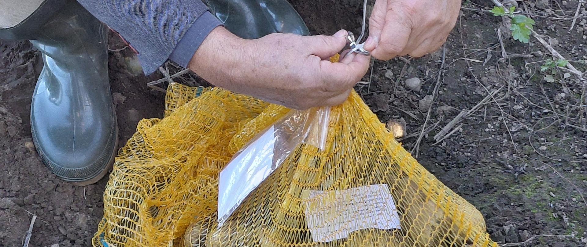 Zdjęcie przedstawia prawidłowe zapakowanie i plombowanie prób sadzeniaków ziemniaka