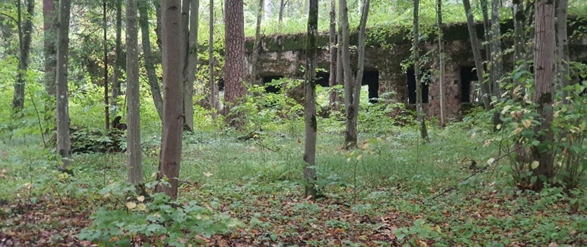 Na pierwszym planie znajdują się drzewa w lesie. W oddali widać ruiny bunkra z II wojny światowej.