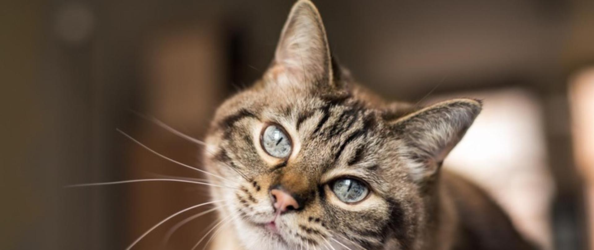 Pręgowany kot z niebieskimi oczami patrzy w obiektyw. Za nim niewyraźne brązowo-białe tło.