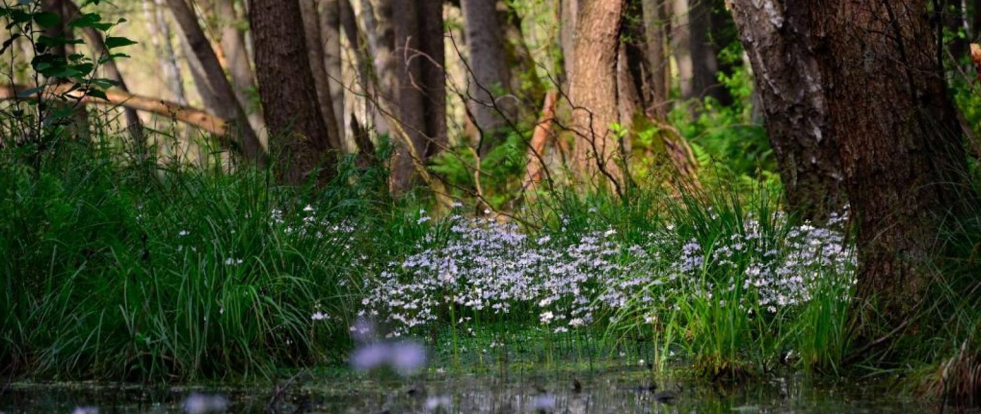 Na zdjęciu roślinność blisko wody i drzewa 