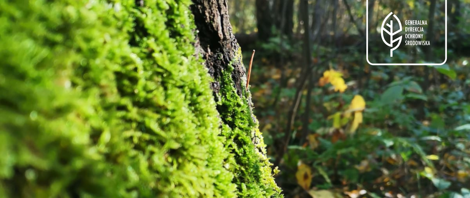 Zbliżenie na na omszałą korę drzewa. W tle las. W prawym górnym roku logo Generalnej Dyrekcji Ochrony Środowiska (biały liść). 