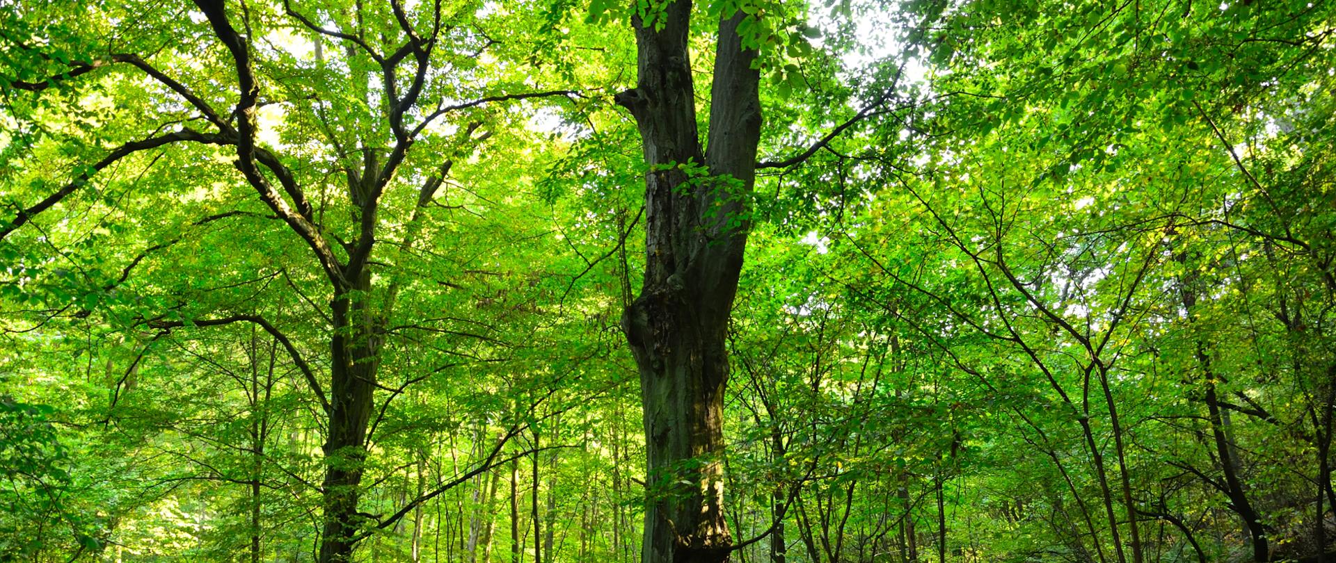 Fragment lasu, na pierwszym planie pień wysokiego drzewa.