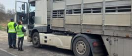 Nie odnotowano uchybień związanych z transportem żywych zwierząt