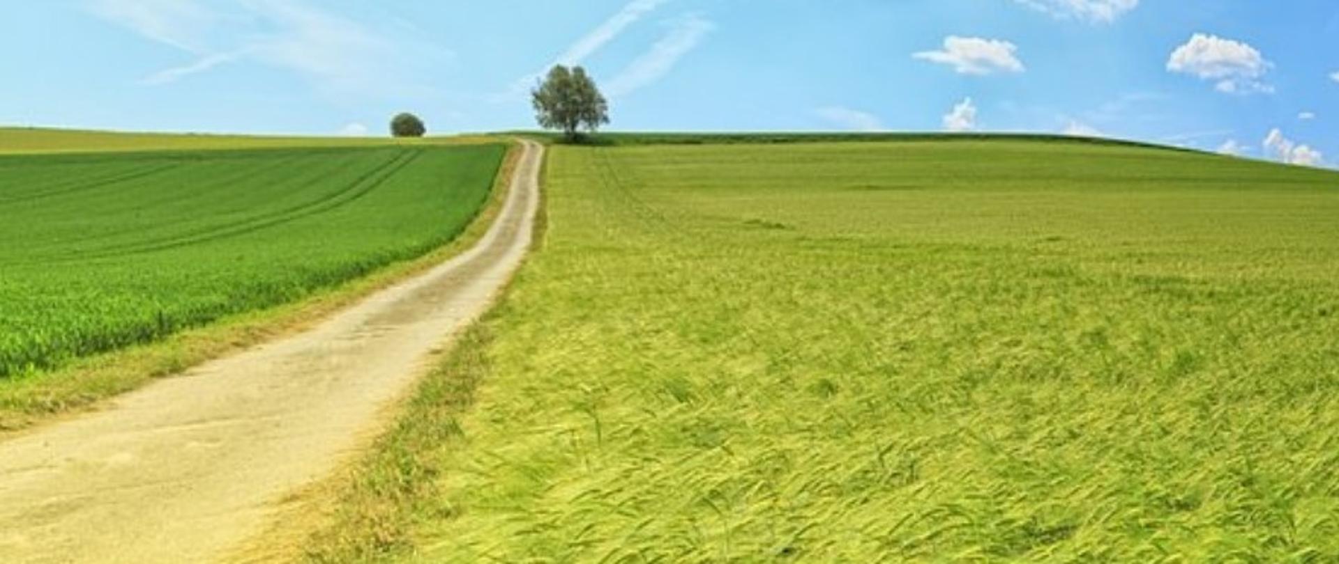 Pola, zielone łąki, droga polna