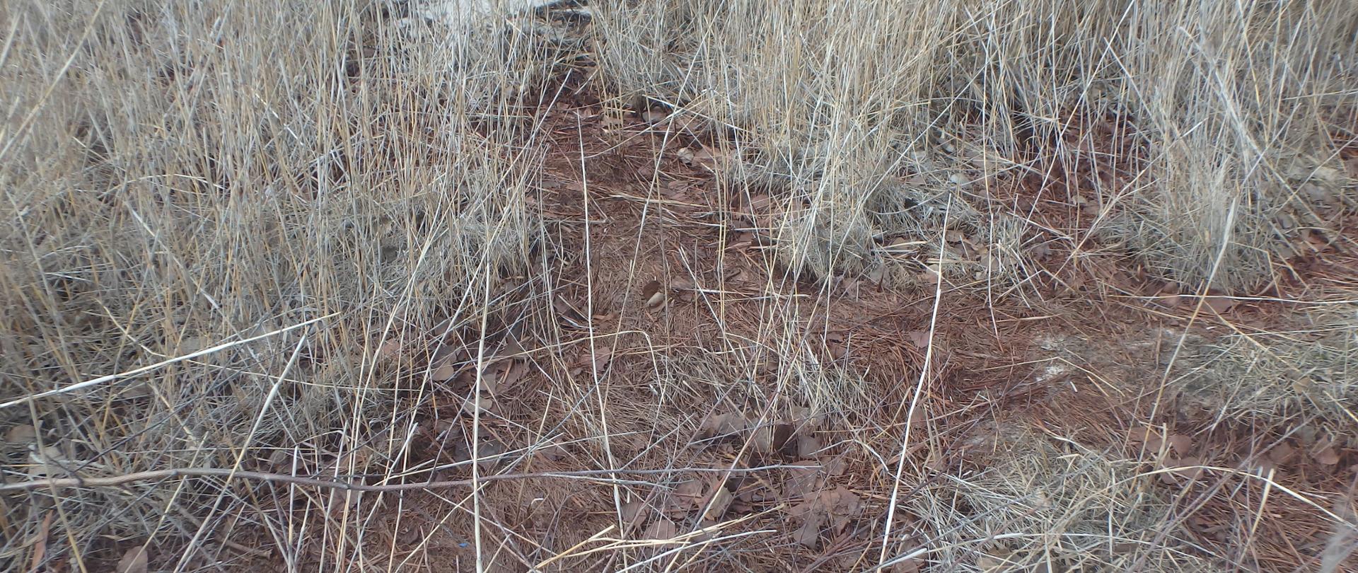 Ślady wylewania chemikaliów wśród roślinności