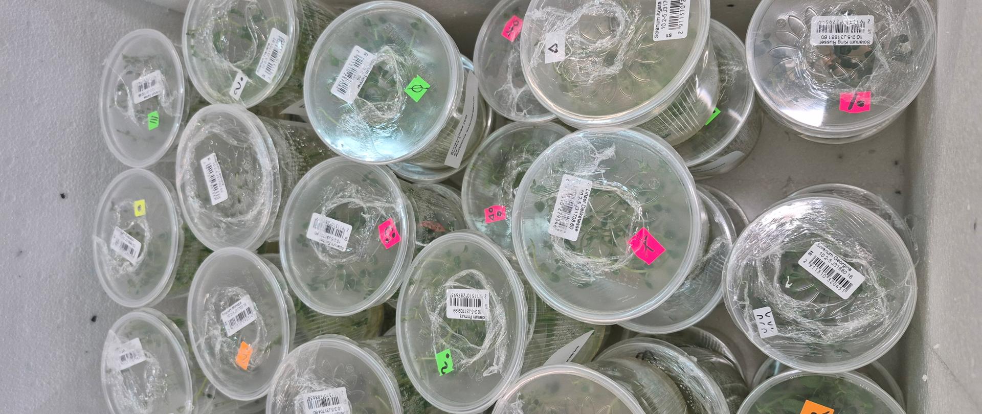 Próbki roślin in vitro ziemniaka przyjęte do badań