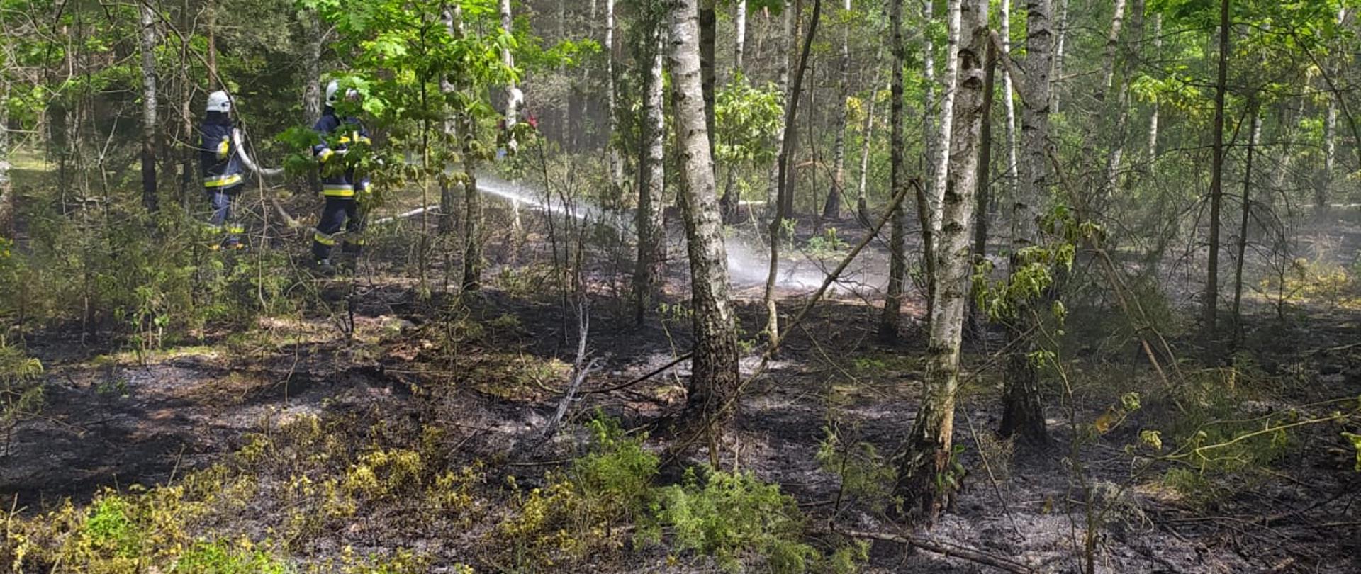Pośród zielonych brzózek dwóch strażaków w ubraniach bojowych podaję jeden prąd wody na palącą się ściółkę.