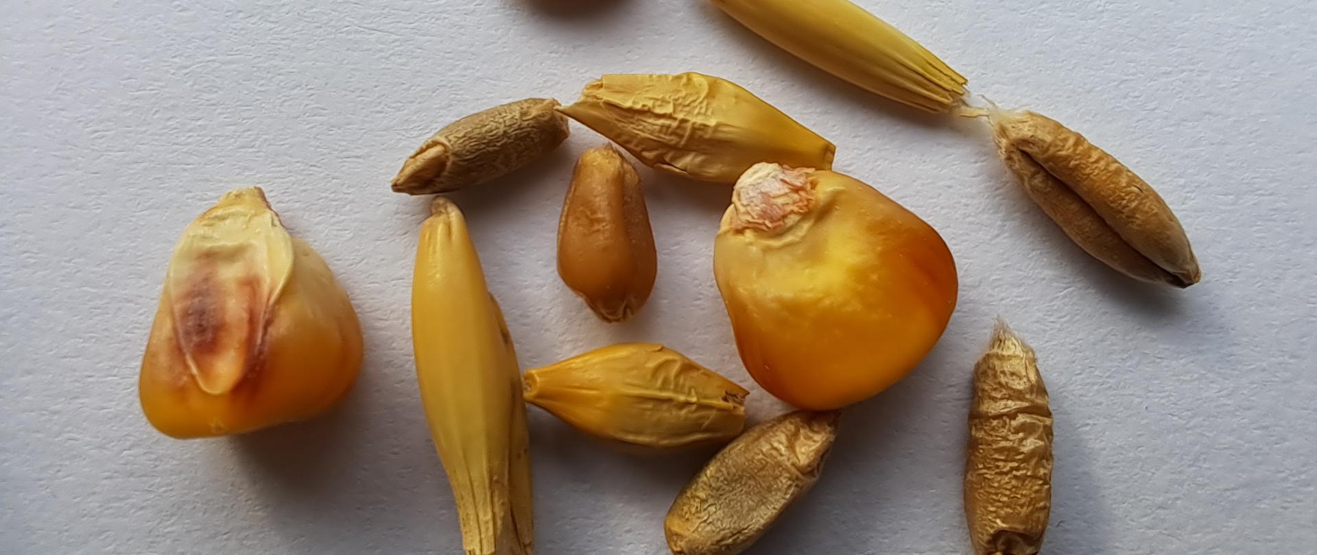 zdjęcie przedstawia nasiona