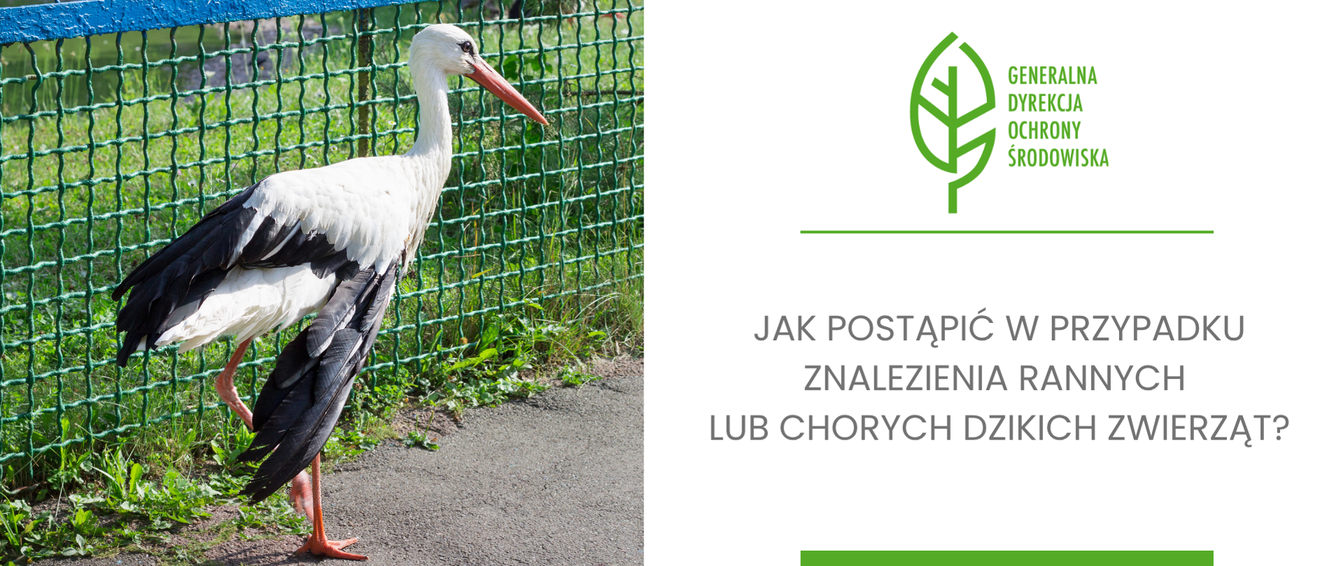 Na grafice przedstawiono bociana stojącego przy ogrodzeniu na tle zielonej roślinności. Po prawej stronie znajduje się logo Generalnej Dyrekcji Ochrony Środowiska oraz tytuł materiału informacyjnego dotyczącego postępowania w przypadku znalezienia rannych lub chorych dzikich zwierząt.