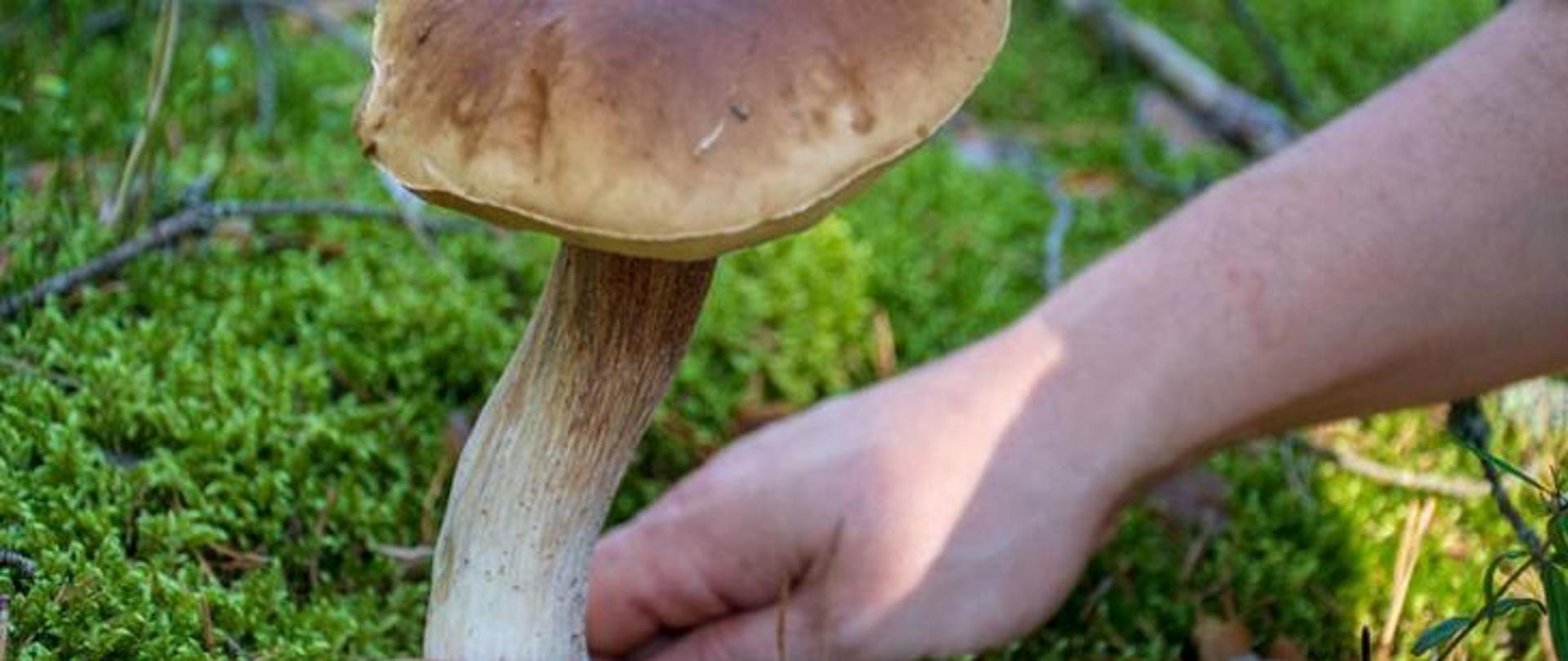 Borowik rosnący w lesie na mchu, ręka przymierzająca się do zerwania grzyba