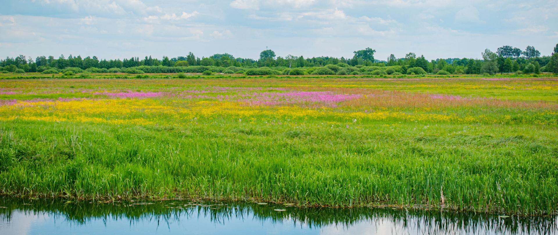 łąki nad Biebrzą