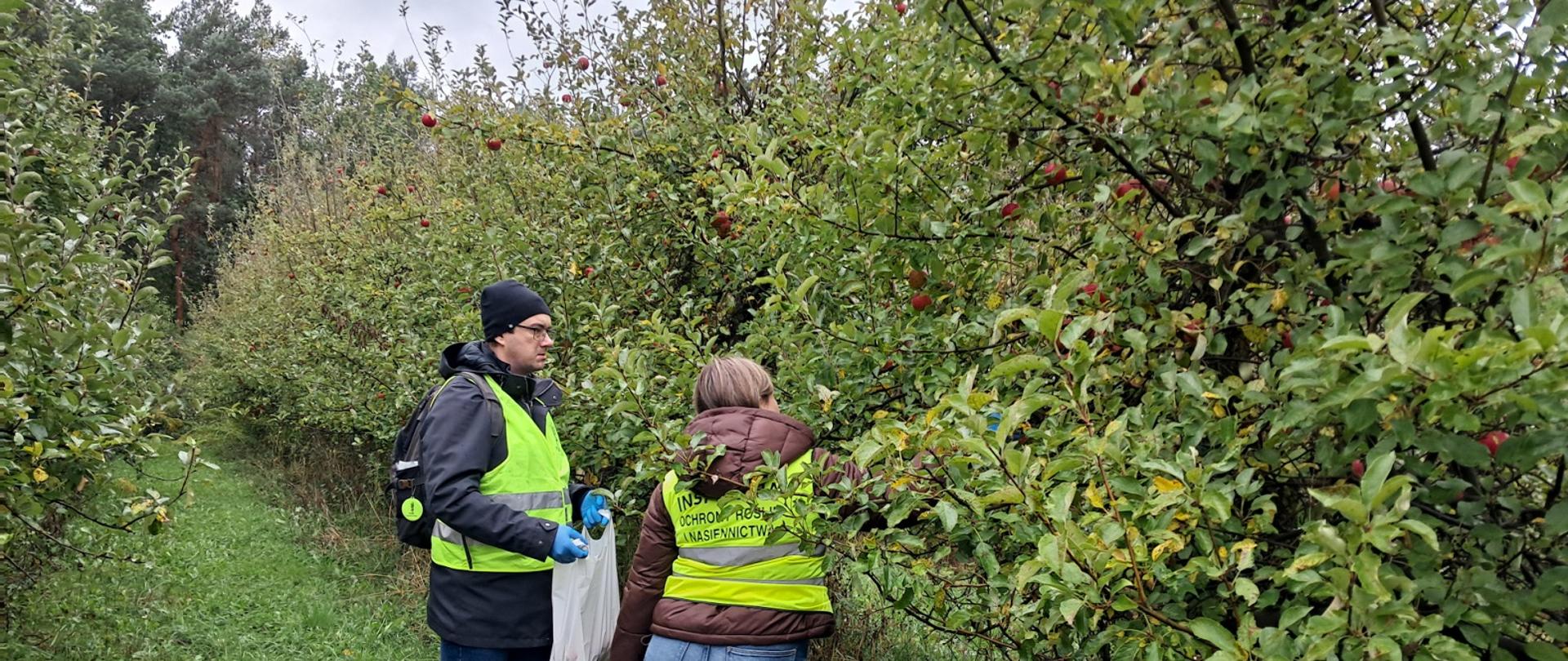 Inspektorzy WIORiN w trakcie pobierania próby jabłek. Inspektorzy stojący wśród jabłoni, jedna osoba sięga po jabłko.
