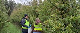 Inspektorzy WIORiN w trakcie pobierania próby jabłek. Inspektorzy stojący wśród jabłoni, jedna osoba sięga po jabłko.