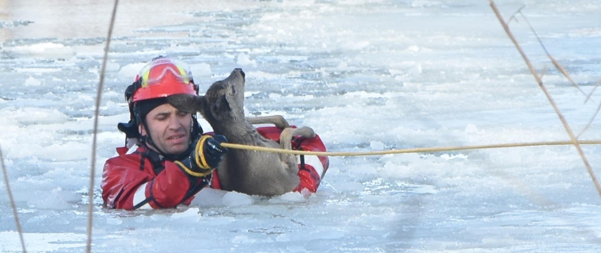 Sarna w rzece Nogat.