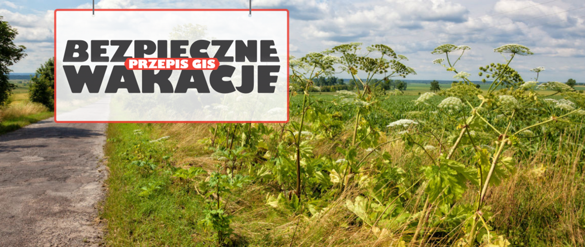 napis na tle barszczu sosnowskiego "bezpieczne wakacje"