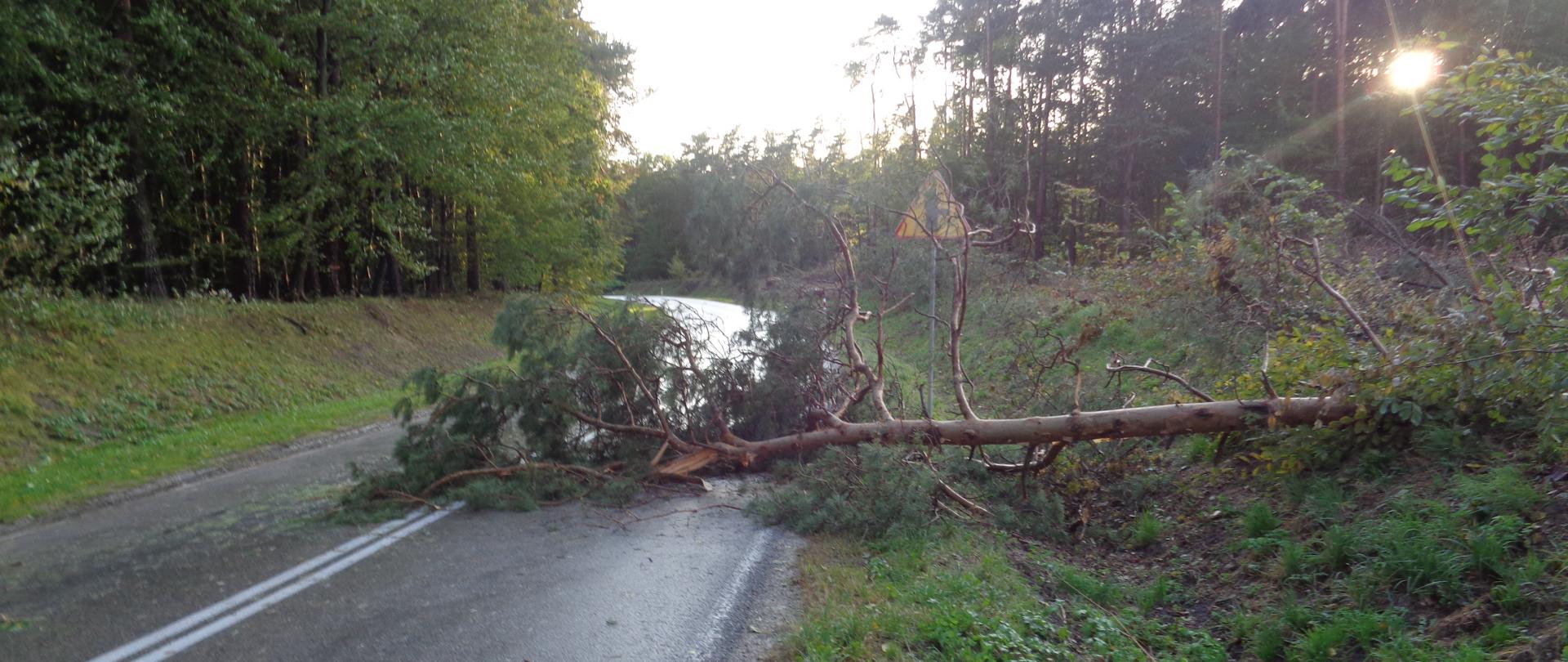 Drzewo powalone na jezdnię wskutek burzy w powiecie pińczowskim. 