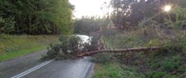 Drzewo powalone na jezdnię wskutek burzy w powiecie pińczowskim. 