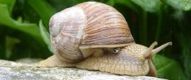 Zbiór ślimaka winniczka wstrzymany