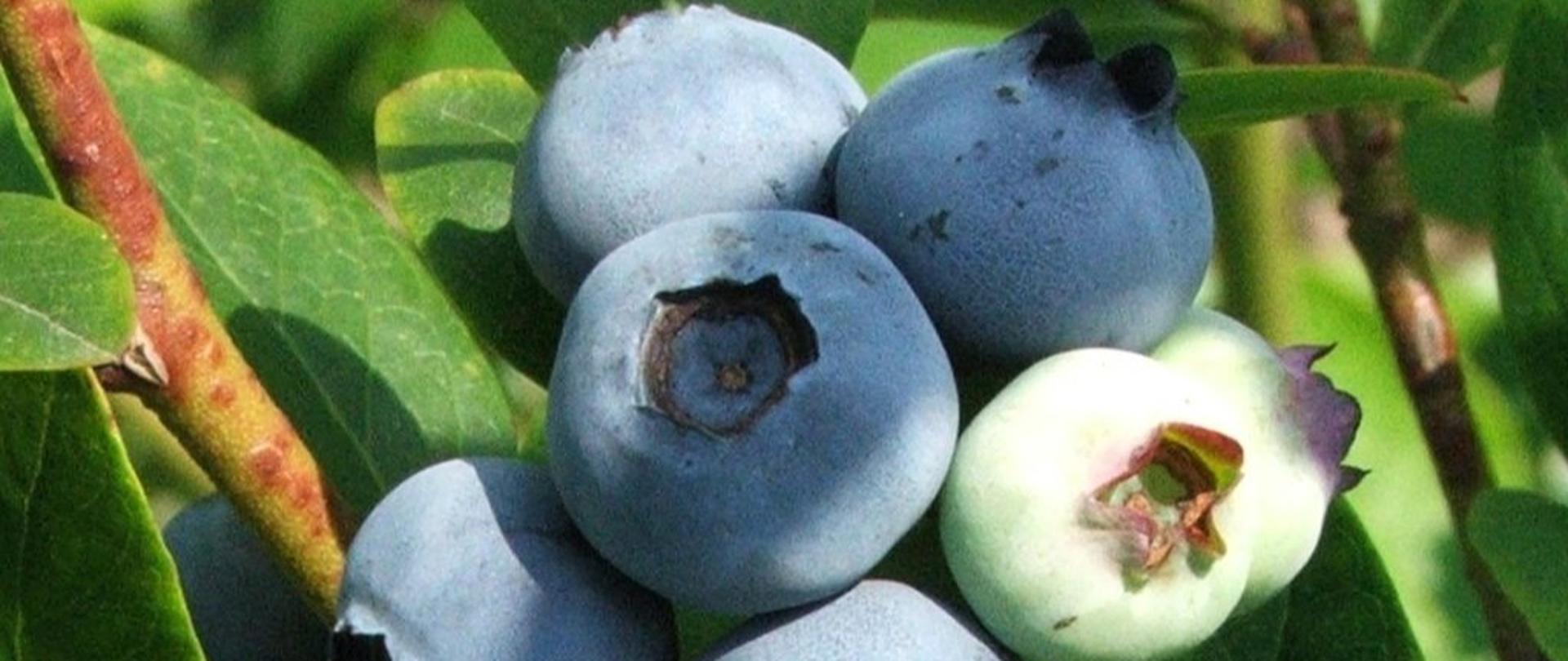 Borówka amerykańska