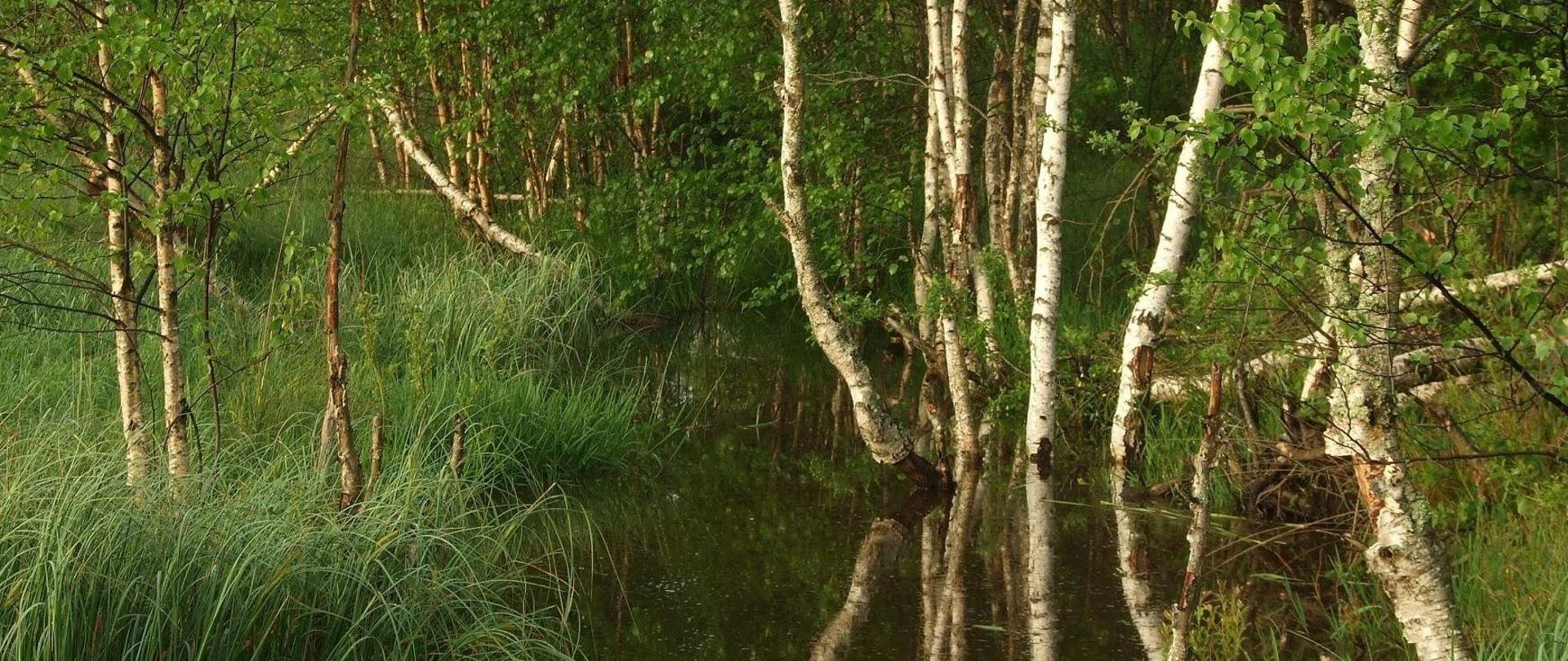 Piękne zdjęcie przedstawiające drzewa z rodzaju brzoza - betula, zanurzone w wodzie, można również dostrzec, zielone turzyce, olsze