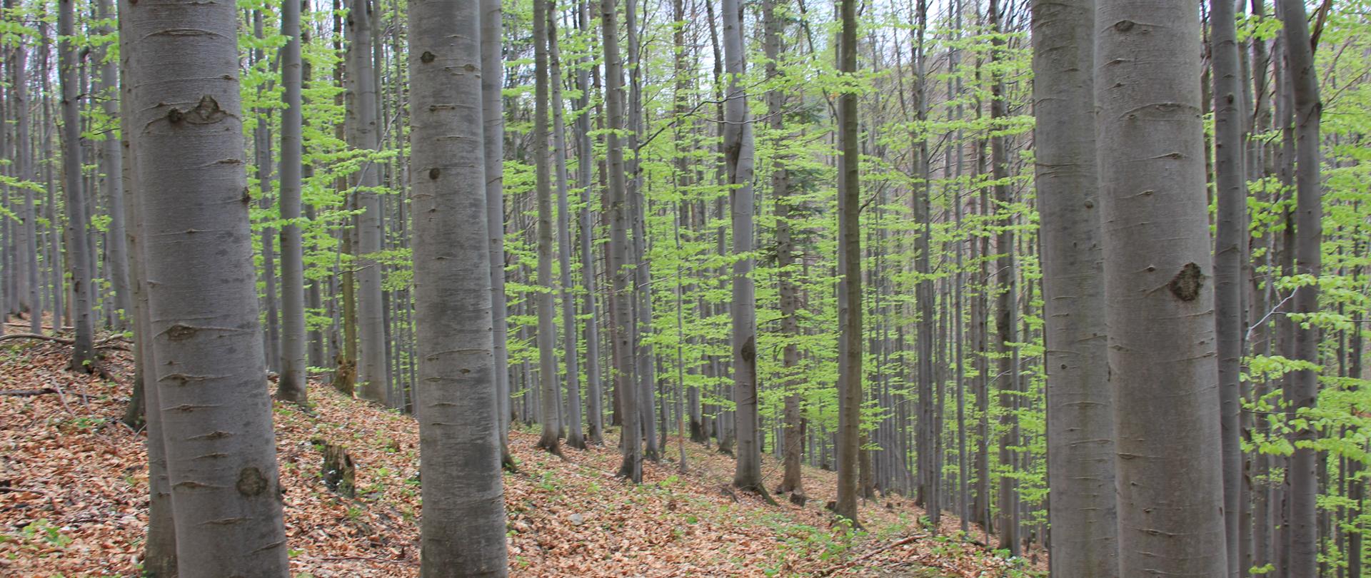 Zdjęcie przedstawia las bukowy w rezerwacie Śrubita