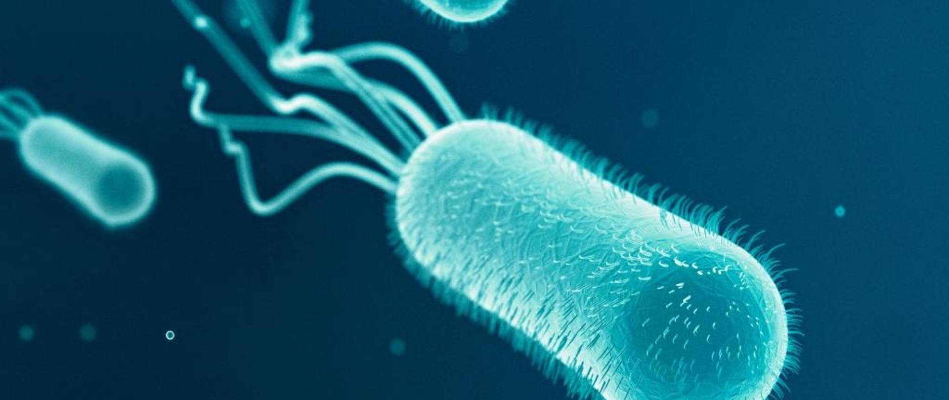  zdjęcie przedstawia bakterie Escherichia coli.