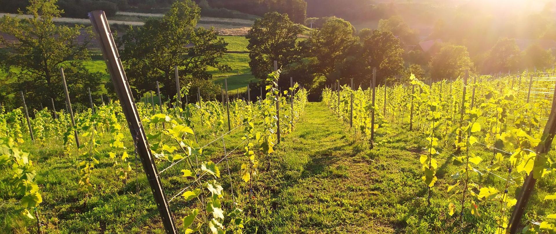 młode rośliny winorośli na stoku wygasłego wulkanu
