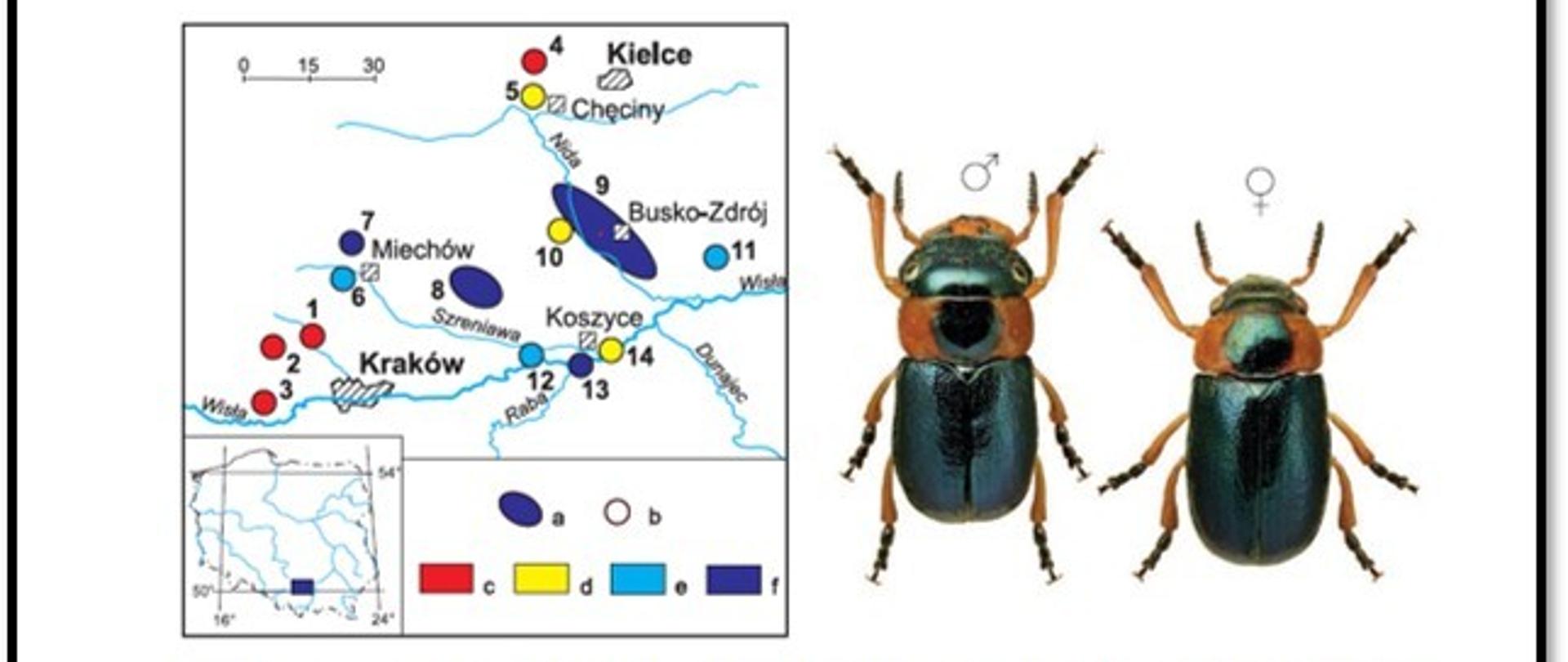 zaciętka (Cheilotoma musciformis